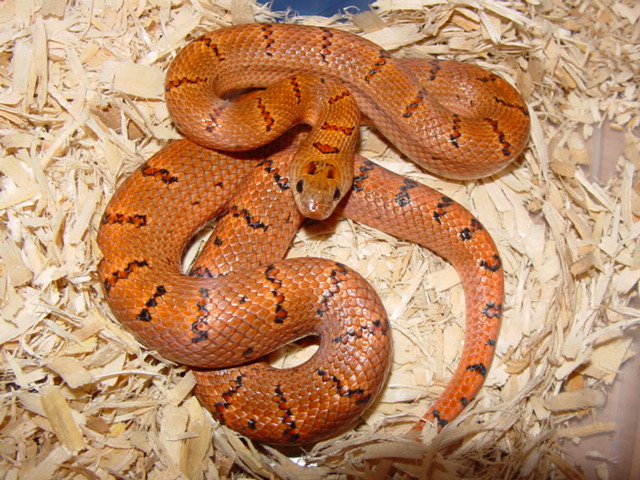thayeri holdback male