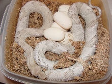silver blond trans-pecos with 09 clutch