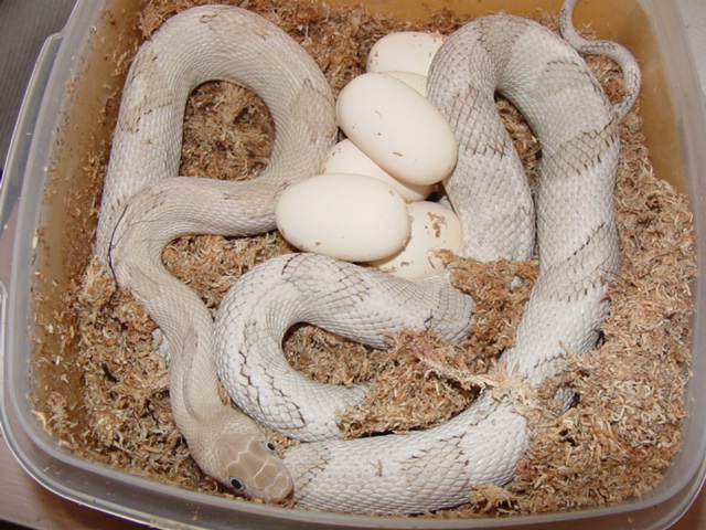 silver blond trans-pecos with 09 clutch