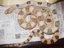 hypo deppei