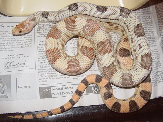 hypo deppei