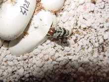 leopard ratsnake piping