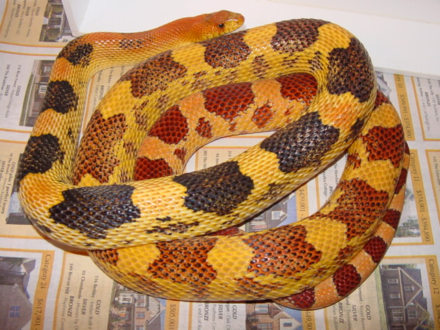 jani breeder male