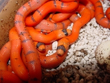 hypo hondos patternless