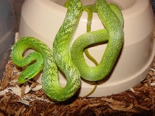 prasina adult