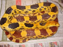 jani female