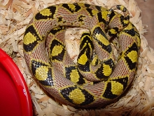 mandarin