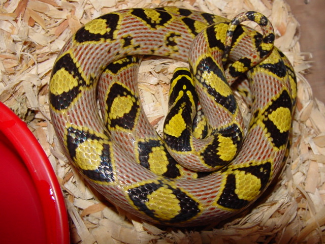 mandarin