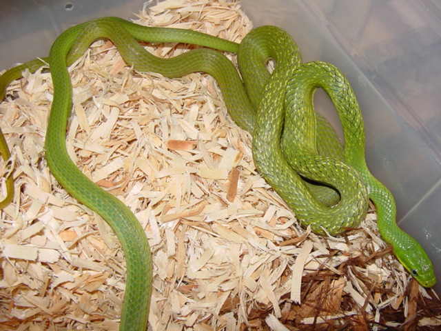 prasina breeding