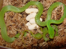 prasina with eggs