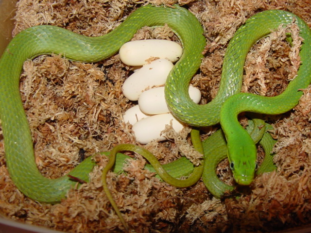 prasina with eggs