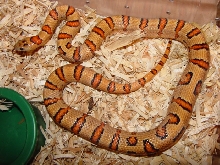gravid thayeri