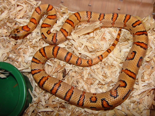 gravid thayeri