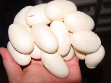 honduran 16 egg clutch