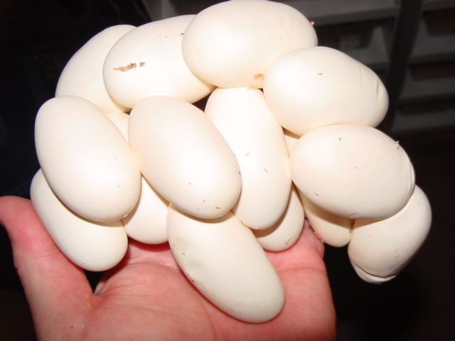 honduran 16 egg clutch