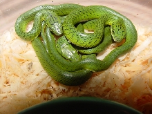 2010 prasina hatchlings