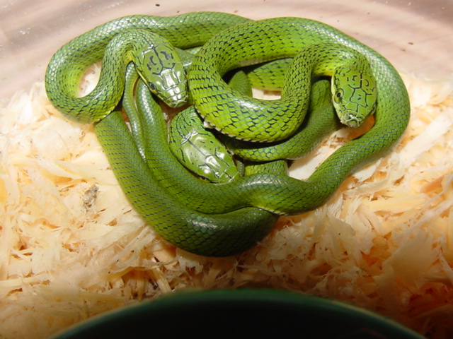 2010 prasina hatchlings