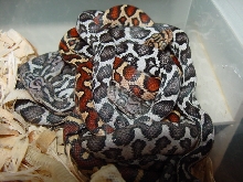 2010 flavirufa hatchlings