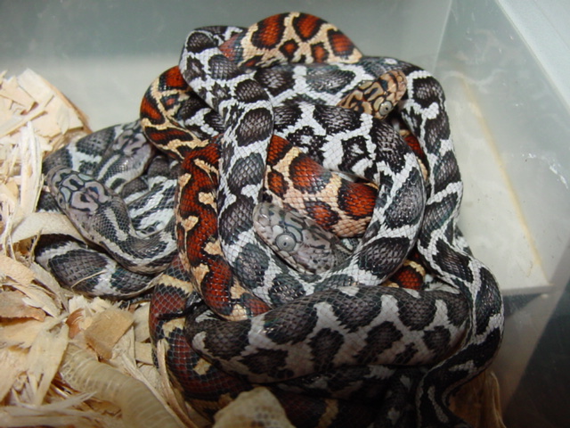 2010 flavirufa hatchlings