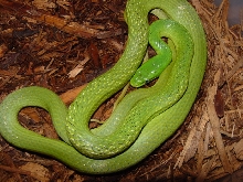 prasina adult