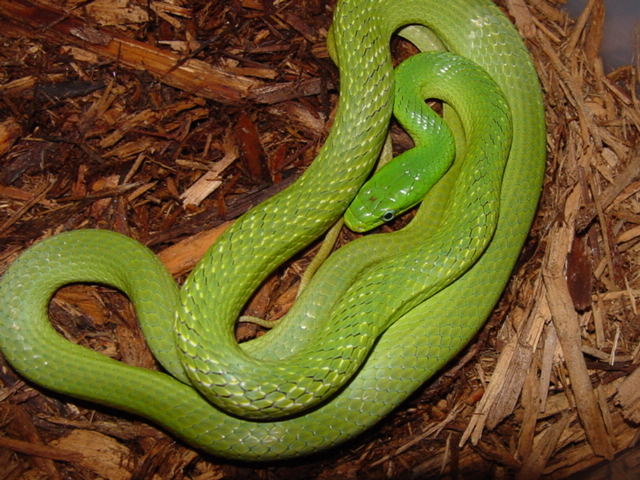 prasina adult