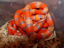 2010 extreme tricolor hypo