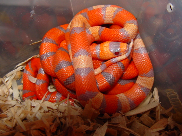 2010 extreme tricolor hypo