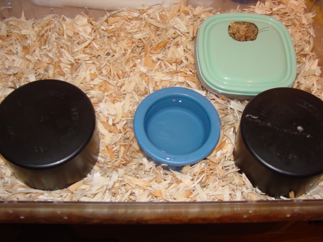 green rat set up