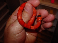 2010 VP het hypo