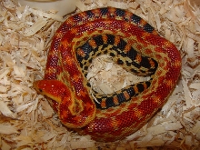 cape young male