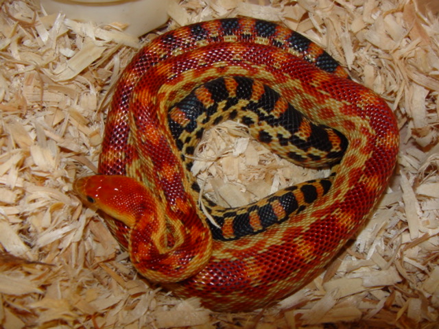 cape young male