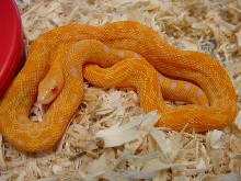 cape gopher, female albino