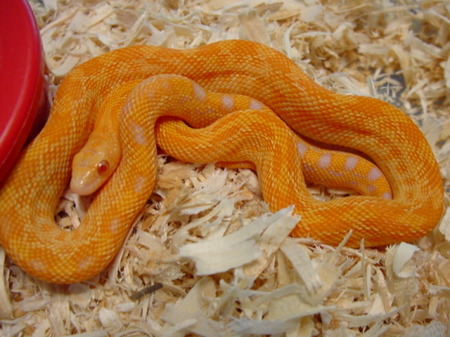 cape gopher, female albino