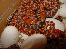 2011 Cape Gophers 2