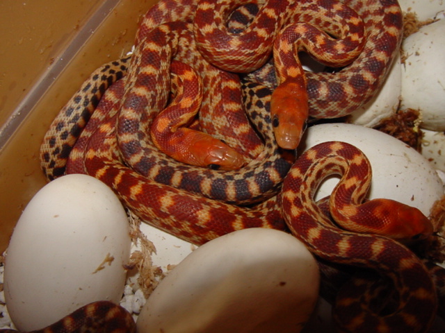 2011 Cape Gophers 2