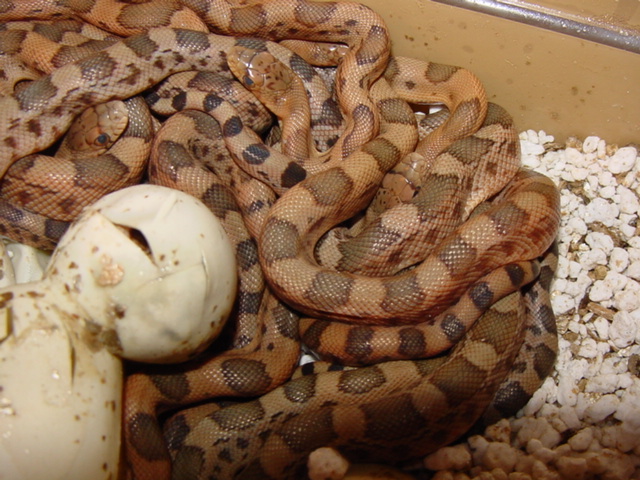 2011 jani F2 babies