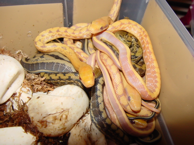 2011 mocquards beauty snakes