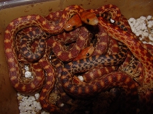 2011 cape gophers clutch #2