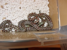 2011 leopard rats