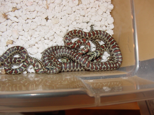 2011 leopard rats