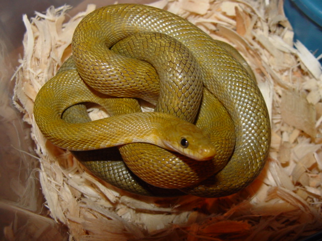 green rat