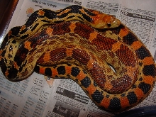 bimaris female