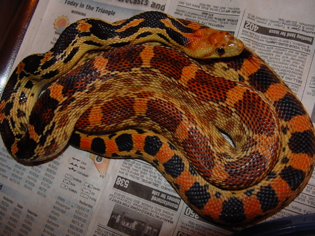 bimaris female
