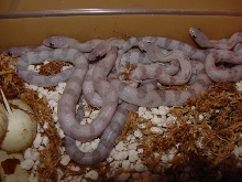 2011 silvers