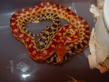 2011 cape gopher holdback