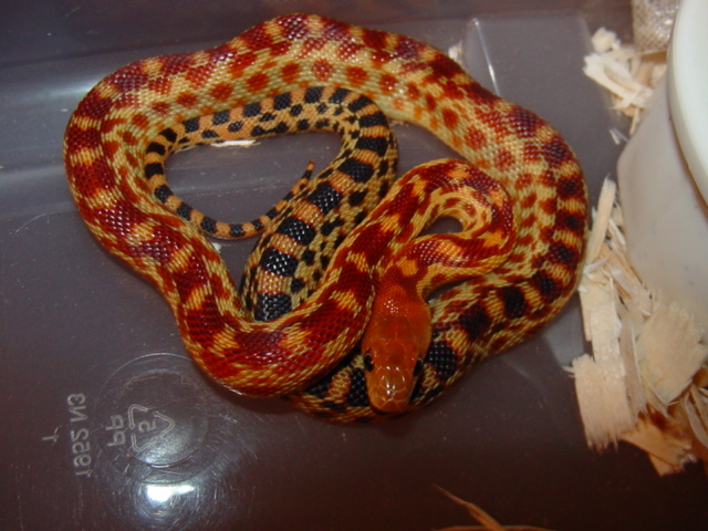 2011 cape gopher holdback