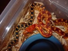 2011 cape gopher holdback #2