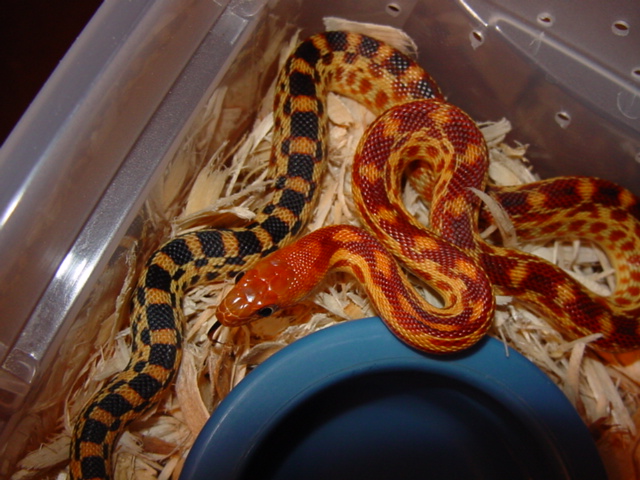 2011 cape gopher holdback #2
