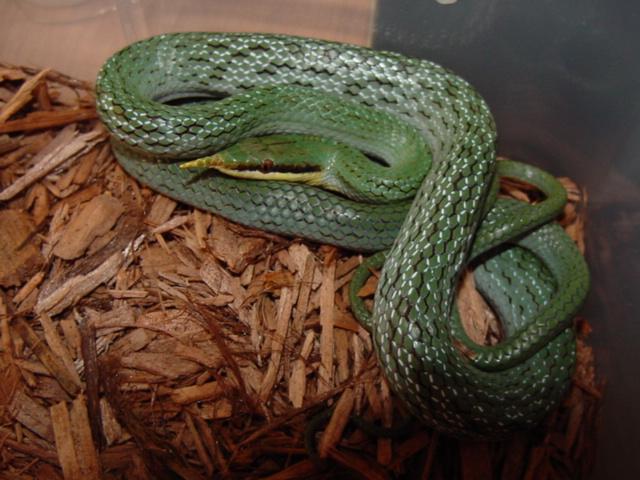 rhino rat 1