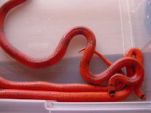 hondurans patternless pair
